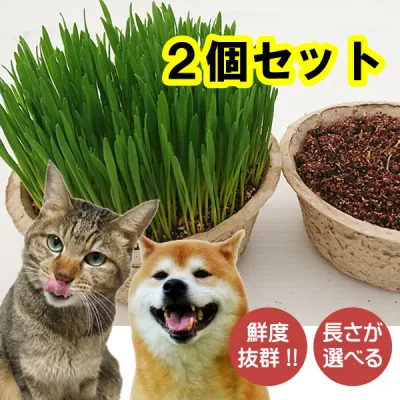 猫草 2鉢セット【送料無料】 産直 超新鮮 毛玉ケア 鉢直径15.5cm 長さが選べる ネコ草 ねこ草「栽培済み 」年間70万食以上の安心な実績 犬草 猫草【コンビニ受取対応商品】キャットフード お手入れ用品 SDGs 環境に優しい 抜けにくい加工 遺伝的満足感 葉酸 葉の硬さが最適