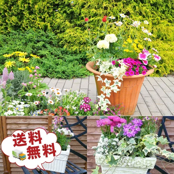 観葉植物 福袋 母の日 季節の花苗またはミニ観葉植物5株セット 送料無料で他との同一梱包可 誕生日プレゼント観葉植物 寄せ植えに観葉植物 リーフプランツ かんようしょくぶつ ギフト プレゼント 苗物