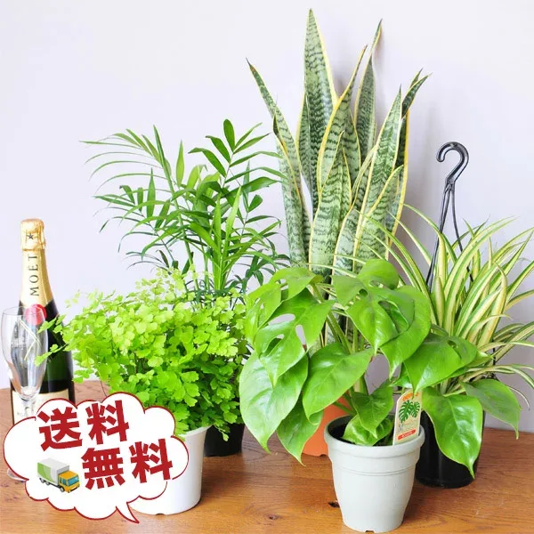 観葉植物 5株セット 4号サイズ 鉢植え 福袋 観葉植物セット 鉢植え 観葉植物 インテリア グリーン観葉植物 大型 誕生日 観葉植物プレゼント 開店祝い お歳暮 ギフト プレゼント