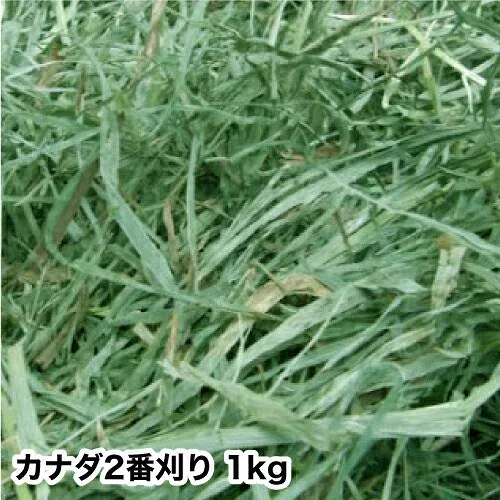 ウサギ 牧草 チモシー うさぎ うさぎ 2025年産新刈り入荷 【送料無料 1kg1袋】 カナダ産 チモシー 二番刈り 1kgウサギ エサ モルモット フード 兎 モルモット 牧草 格安 うさぎ 用品うさぎの牧草牧草 楽天 市場 牧草 super202606 TM