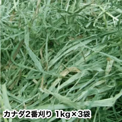 ウサギ 牧草 チモシー うさぎ 2025年産新刈り入荷 【送料無料】 カナダ産 チモシー 二番刈り 1kgx3袋 モルモットウサギ エサ モルモット フード 兎 モルモット うさぎ 用品うさぎの牧草牧草 楽天 市場 楽天 市場 牧草 super202606 TM
