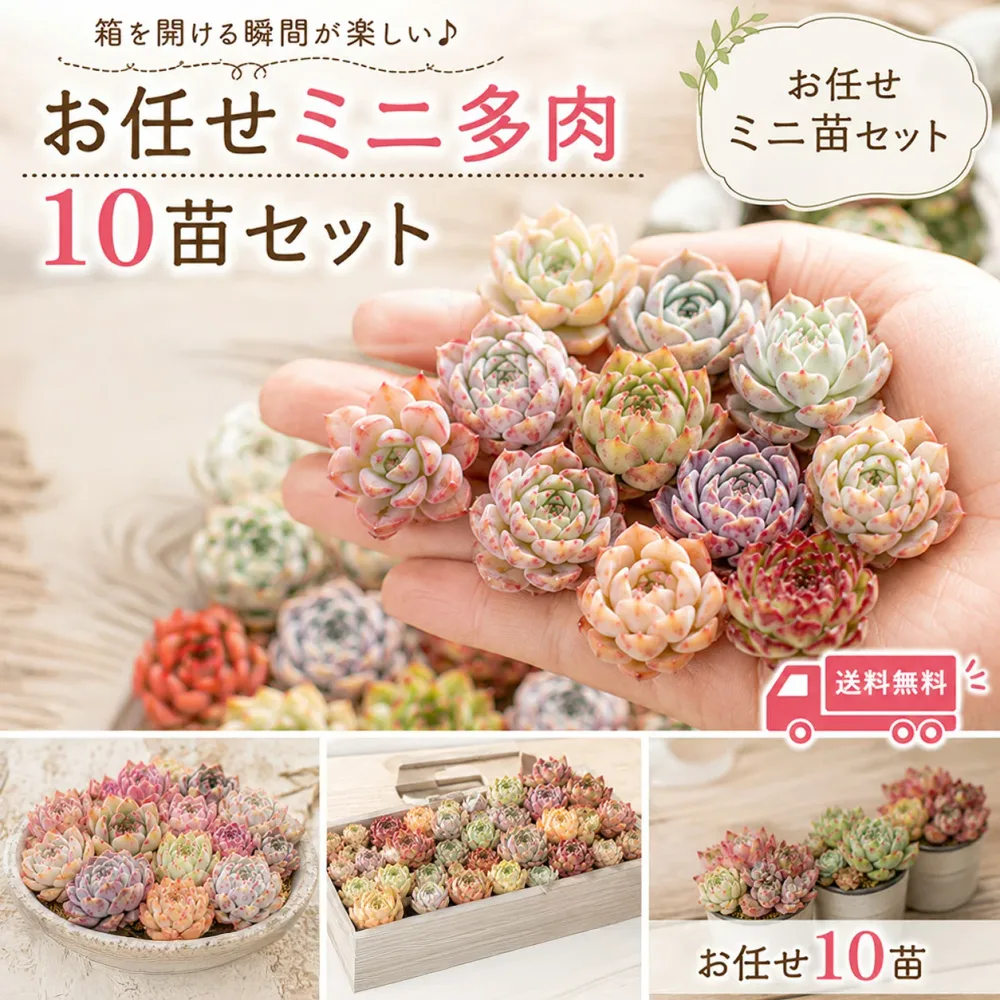 mini9【2セット購入で1セットプレゼント】【8/31までエントリーで最大100%Pバック】【寄せ植え初心者にもおすすめ】多肉植物 ミニ苗セット お任せ10苗|韓国苗入り|可愛いエケベリアセット