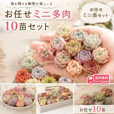 mini9【2セット購入で1セットプレゼント】【8/31までエントリーで最大100%Pバック】【寄せ植え初心者にもおすすめ】多肉植物 ミニ苗セット お任せ10苗|韓国苗入り|可愛いエケベリアセット