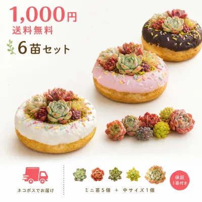 【8/31までエントリーで最大100%Pバック】寄せ植え用 多肉植物 エケベリア おまかせセット ミニ苗5+中サイズ1 合計6苗+保証1苗 合計7苗発送 1000円送料無料 ネコポス ポイント消化
