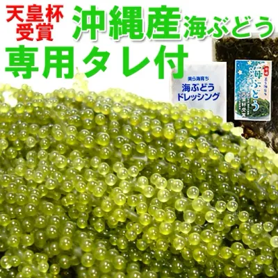 沖縄産海ぶどう★天皇杯受賞 専用タレ付100g【送料無料】3袋以上購入で1袋サービスクビレヅタ 送料無料市場 ギフト うみぶどう 新鮮 ぷちぷち食感 お取り寄せ 低カロリー おすすめ 沖縄グルメ 海藻サラダ 沖縄土産 楽天 直送 販売 おすすめ 長浜商店 沖縄直送 通販