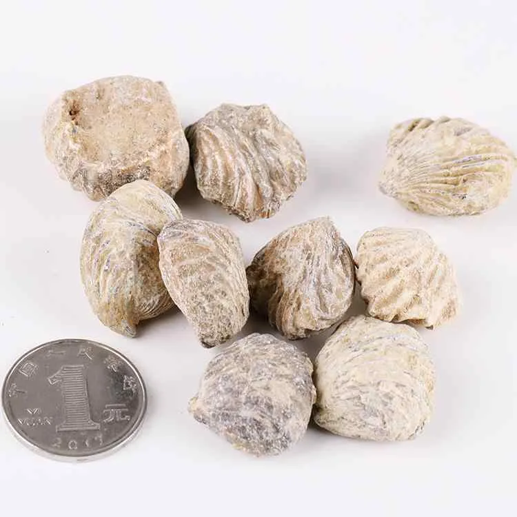 化石 天然 ツバメ石 海洋動植物 裸石 標本 不規則形 古代生物 学習教材 コレクション インテリア ディスプレイ 自由研究 夏休み 学生向け 子供向け 教育 科学普及 自然観察 神秘的