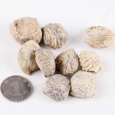 化石 天然 ツバメ石 海洋動植物 裸石 標本 不規則形 古代生物 学習教材 コレクション インテリア ディスプレイ 自由研究 夏休み 学生向け 子供向け 教育 科学普及 自然観察 神秘的