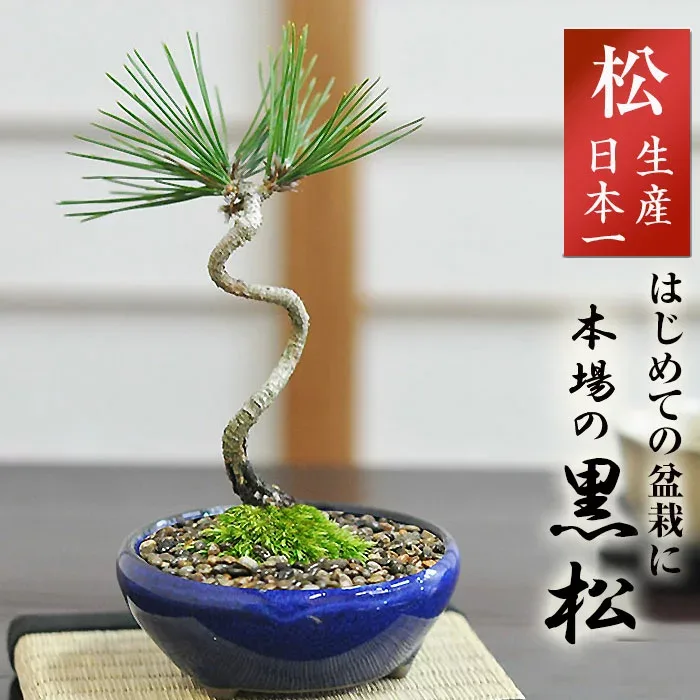 盆栽 松 黒松 ミニ盆栽 ミニ 松盆栽 ミニ黒松 初心者 室内 おためし盆栽 デスク 卓上 プレゼント ギフト 盆栽ギフト 誕生日 記念日 長寿祝い お祝い 退職 開店祝い 結婚 引越 新築 改装 移転 送別 昇進 母の日 父の日 敬老