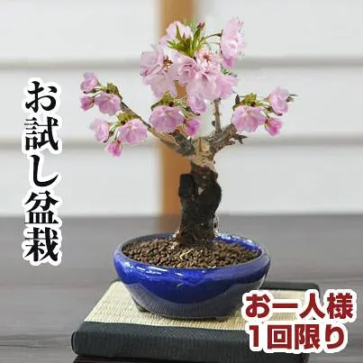 桜 盆栽 桜 ミニ盆栽 初心者 一才桜 旭山桜 桜盆栽 お試し ちび桜 ミニ桜 お花見 桜の鉢植え ミニチュア盆栽 卓上盆栽 インテリア 室内 デスク 卓上 鉢植え 退職 卒業 入学 バレンタインデー ホワイトデー ボンサイ bonsa