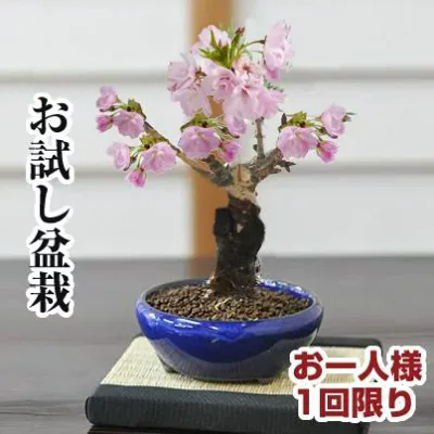 桜 盆栽 桜 ミニ盆栽 初心者 一才桜 旭山桜 桜盆栽 お試し ちび桜 ミニ桜 お花見 桜の鉢植え ミニチュア盆栽 卓上盆栽 インテリア 室内 デスク 卓上 鉢植え 退職 卒業 入学 バレンタインデー ホワイトデー ボンサイ bonsa