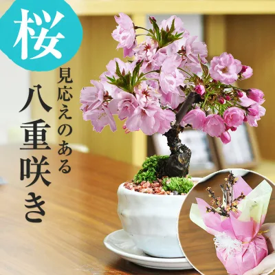 【開花終了】桜 盆栽 桜盆栽 ミニ盆栽 白波和鉢 旭山桜 八重桜 さくら 初心者 室内 デスク 卓上 プレゼント ギフト 盆栽ギフト 鉢植えギフト 誕生日 お祝い 退職 開店祝い 開業 周年 オープン 結婚 入学 新築 改装 移転 送別 昇進 長寿