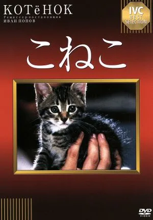 こねこ