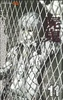 屍鬼(ジャンプC)(11) ジャンプC