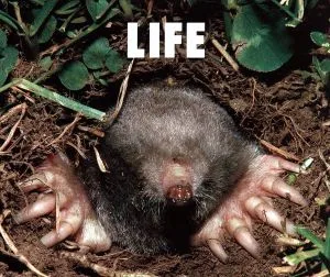 LIFE (first production limited edition) (with DVD)