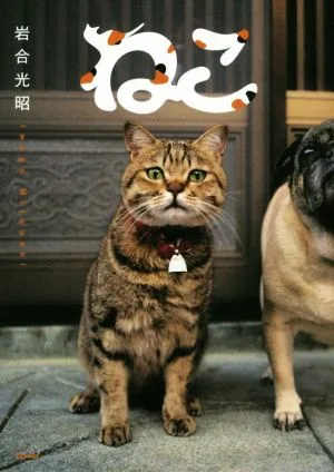 Photo collection cat