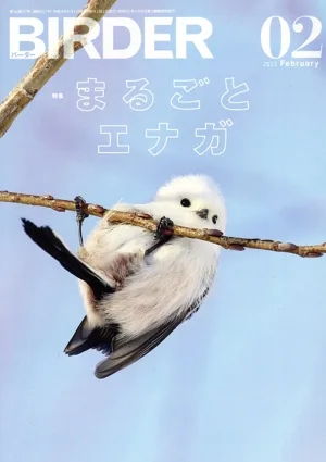 BIRDER(2022年2月号) 月刊誌