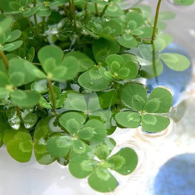 (ビオトープ)水生植物 メダカの鉢にも入れられる水生植物 ウォータークローバー ムチカ(無農薬)(1ポット) 抽水〜浮葉植物