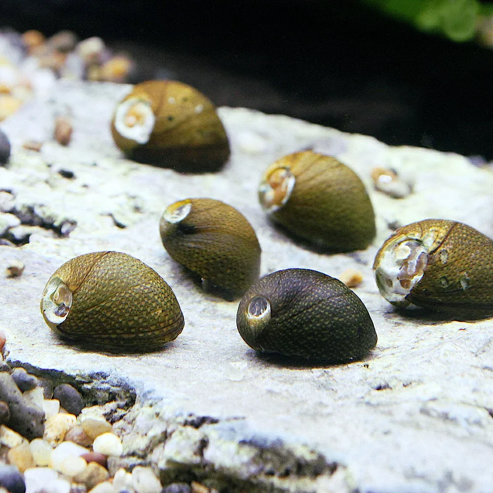 (エビ・貝)無選別 石巻貝(10匹)(+1割おまけ)