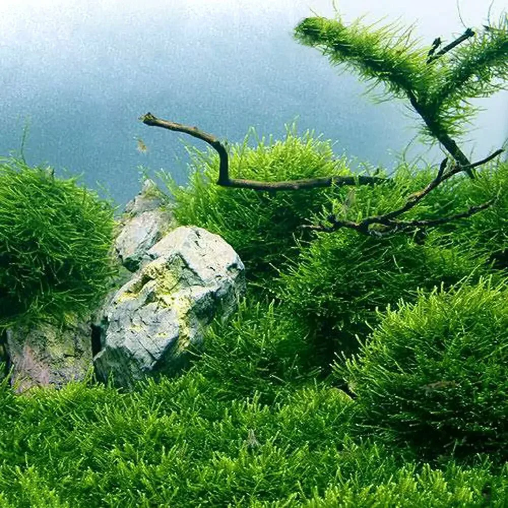 (水草)ウィローモス(水中葉)(無農薬)(1カップ)