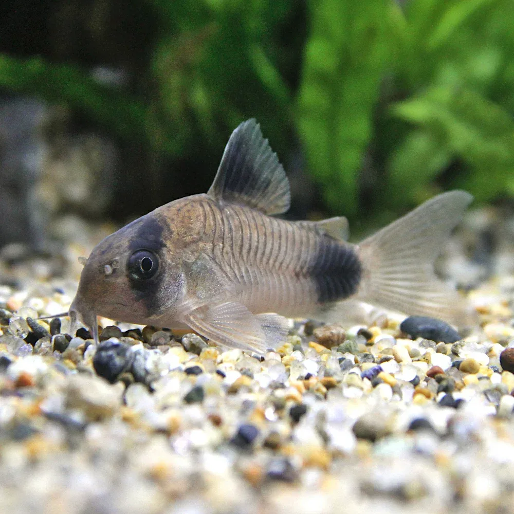 (熱帯魚)コリドラス・パンダ(3匹) 北海道航空便要保温