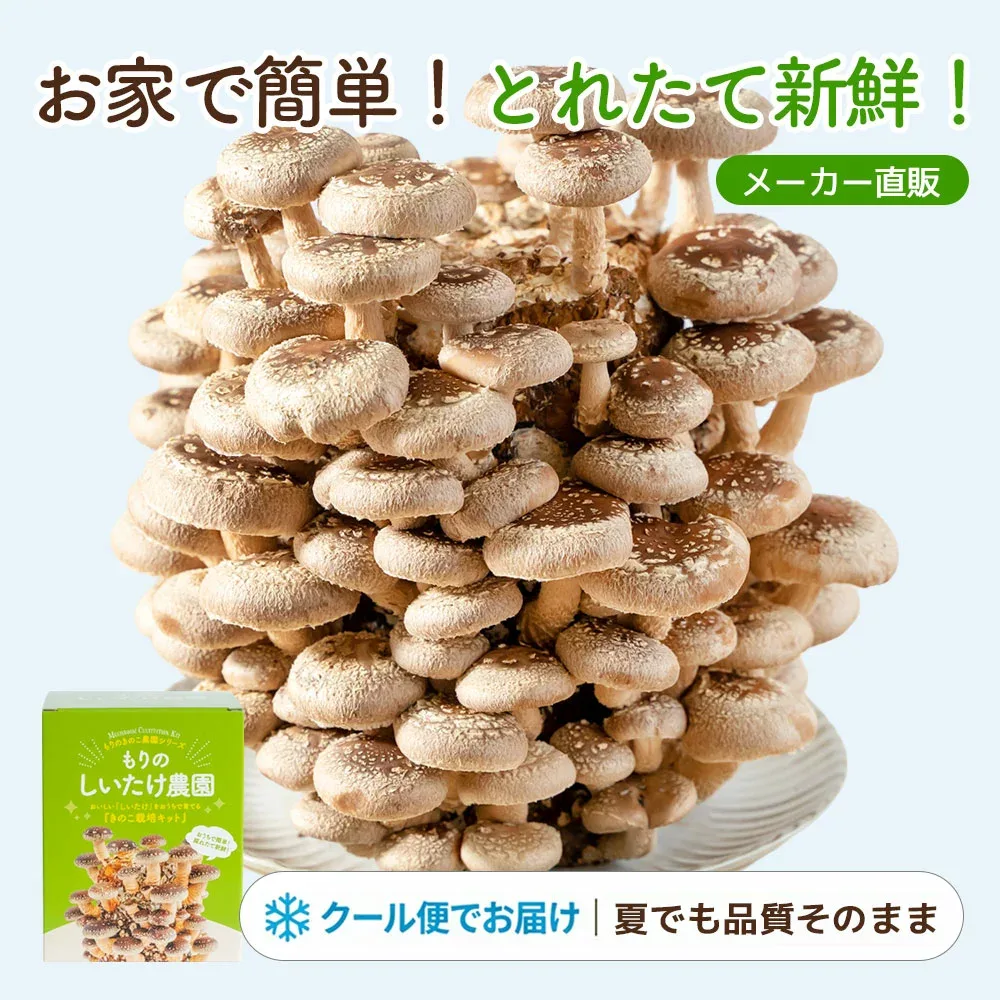 しいたけ栽培キット もりのしいたけ農園|クール便|椎茸 きのこ栽培 栽培セット 栽培キット 食育 食育キット 収穫体験 家庭菜園 初心者 子供 自由研究 ギフト プレゼント 菌床 室内栽培 生しいたけ 体験キット きのこ狩り 森産業