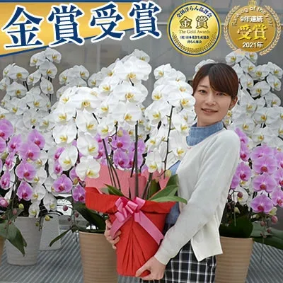 【ポイント5倍】【30輪~ 白大輪&さくら姫ボリュームアップ中】選べる9色 胡蝶蘭 3本立 10,000円(税別)(24~30輪) 写真送信&立札&ラッピング無料【胡蝶蘭 お祝い お供え 大輪 海老名洋蘭園 花 ギフト 開店 開院 開業 移転 受章 就任 退職 お彼岸 敬老の日】【ko】【ya】