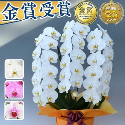 【ポイント10倍】胡蝶蘭 3本立 大輪 20,000円(税別)(33~36輪) 写真送信&立札&ラッピング無料【胡蝶蘭 お祝い お供え 大輪 海老名洋蘭園 花 ギフト 開店 開院 移転 受章 就任 昇進 栄転 退職 お彼岸 敬老の日】【ko】【ya】【2up】