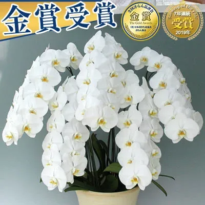 【ポイント10倍】胡蝶蘭 3本立 5本立 7本立 大輪 30,000円(税別)(40~45輪) 写真送信&立札&ラッピング無料【胡蝶蘭 お祝い お供え 大輪 海老名洋蘭園 花 ギフト 開店 開院 開業 移転 退職 受賞 贈物 受章 就任 昇進 栄転 退職 お彼岸 敬老の日】【ko】【ya】【3up】