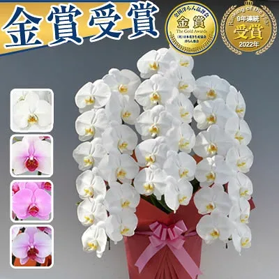 【ポイント10倍】【30輪~ 白大輪ボリュームアップ】胡蝶蘭 3本立 大輪 13,000円(税別)(27~30輪) 写真送信&立札&ラッピング無料【胡蝶蘭 お祝い お供え 大輪 ミディ 海老名洋蘭園 花 ギフト 開店 開院 開業 受章 就任 昇進 栄転 退職 お彼岸 敬老の日】【ko】【ya】