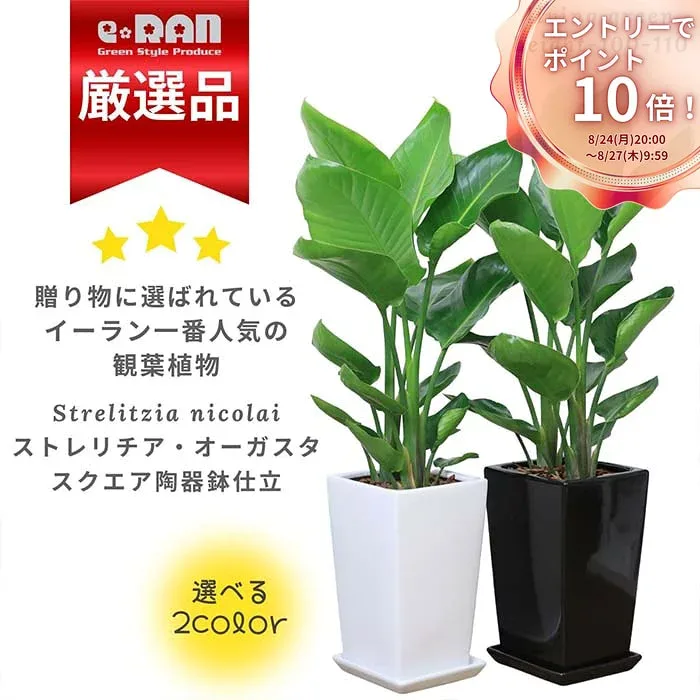 \エントリーでP10倍!要バナー確認!!/ストレリチア オーガスタ 観葉植物 高さ約100cm前後 陶器鉢 選べる陶器鉢 受皿付 【数量限定販売】 中型 開店祝い 新築祝い スクエア 白 黒 当店人気 リビング 室内 引越祝い 移転祝い