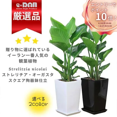\エントリーでP10倍!要バナー確認!!/ストレリチア オーガスタ 観葉植物 高さ約100cm前後 陶器鉢 選べる陶器鉢 受皿付 【数量限定販売】 中型 開店祝い 新築祝い スクエア 白 黒 当店人気 リビング 室内 引越祝い 移転祝い