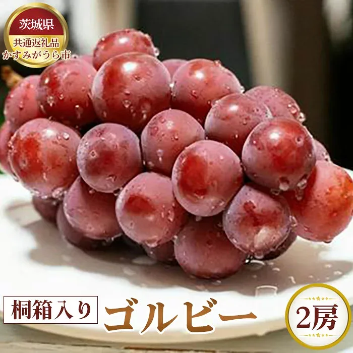 【ふるさと納税】【先行予約】ゴルビー 桐箱入り2房【茨城県共通返礼品 かすみがうら市】 / ゴルビー ぶどう 葡萄 2房 桐箱入り 果物 フルーツ 先行予約 数量限定 100セット 冷蔵 冷蔵便 賞味期限3~4日 8月発送 10月発送 No.374