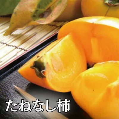 【ふるさと納税】採れたてタネなし柿【選べる容量】 ※2026年10月中旬~下旬頃に順次発送(日付指定不可)/ 和歌山 フルーツ 柿 たねなし柿 果物 かき カキ 脱渋甘柿 渋柿 刀根早生 食品 人気 おすすめ 送料無料 和歌山