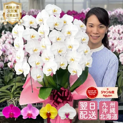 【ポイント5倍!要エントリー】 胡蝶蘭 大輪3本立ち スタンダードクラス 5色 【27輪以上つぼみ含む】 画像送付あり 各種立札・豊富なラッピング無料! 最短翌日着 ギフト プレゼント 蘭 花 お祝い お供え 開店 お盆 初盆 受章祝 叙勲 就任 退職 誕生日 移転 供花