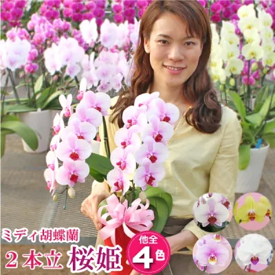 【ポイント5倍!要エントリー】 胡蝶蘭 蘭 ミディ2本立ち 3色 画像送付あり 各種立札・豊富なラッピング無料! 最短翌日着 人気 ギフト プレゼント お祝い 誕生日 開店 お盆 初盆 叙勲 移転 就任 受章祝 退職 内祝 記念日 発表会 お供え 供花 自宅用
