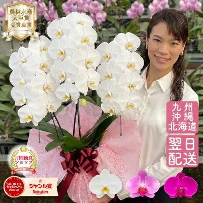 【ポイント5倍!要エントリー】 胡蝶蘭 3本立ち 24輪以上つぼみ含む 画像送付あり 各種立札・豊富なラッピング無料! 最短翌日着 白 ピンク ワイン 紫 花 ギフト プレゼント 一万円 お祝い お供え 開店 お盆 初盆 誕生日 移転 開院 受章祝祝い 就任 受章祝 退職 お供え