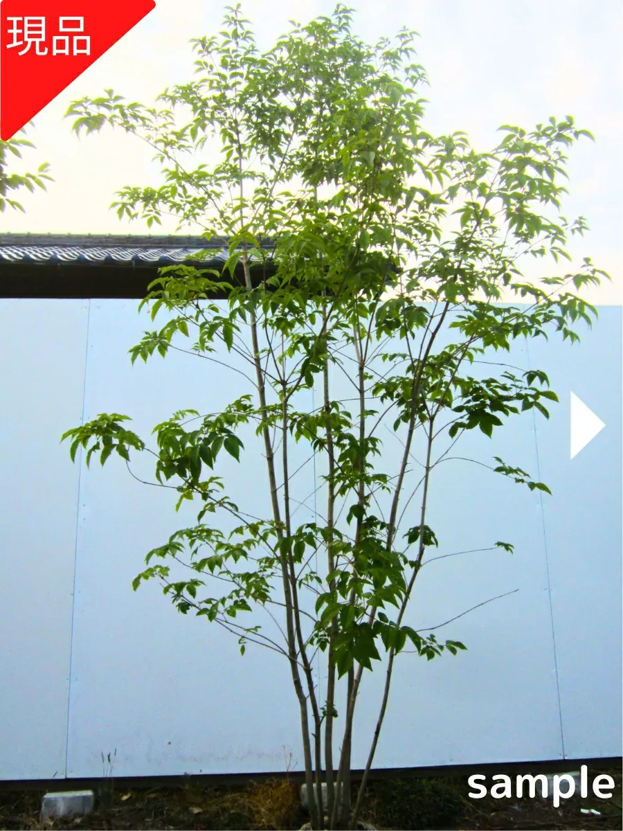【現品発送】アオダモ 株立ち 樹高1.9-2.2m(根鉢含まず)あおだも 苗 苗木 雑木 シンボルツリー 庭木 植木 落葉樹 落葉高木【送料無料】