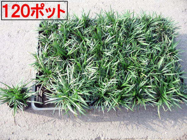 タマリュウ(玉竜)ポット120ポット(40ポット×3ケース)【生産直売】 グランドカバー 下草 草抑え【送料無料】