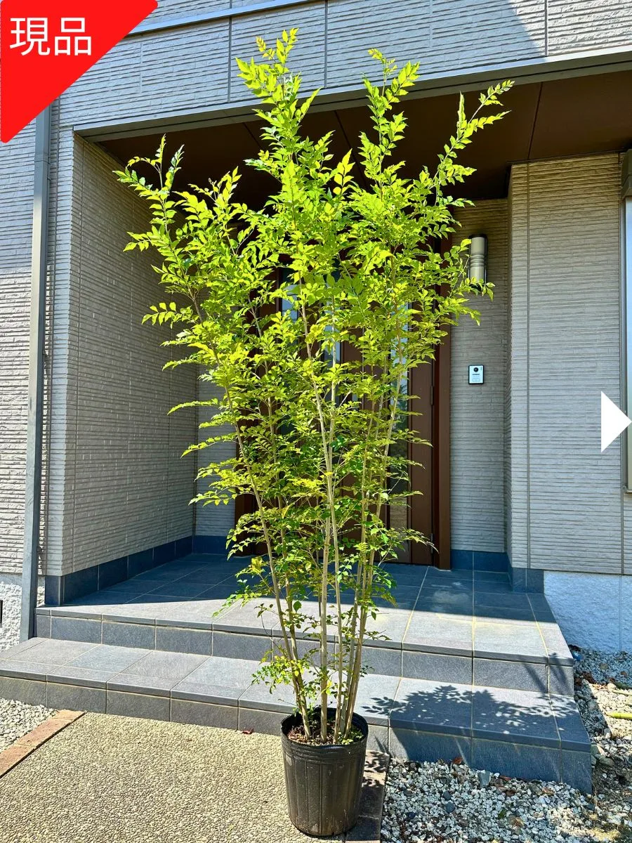 【現品発送】シマトネリコ 9号ポット 樹高2.0-2.3m(鉢底から) 株立ち 苗木 苗 シンボルツリー 鉢植え 庭木 植木 常緑樹 常緑高木【送料無料】