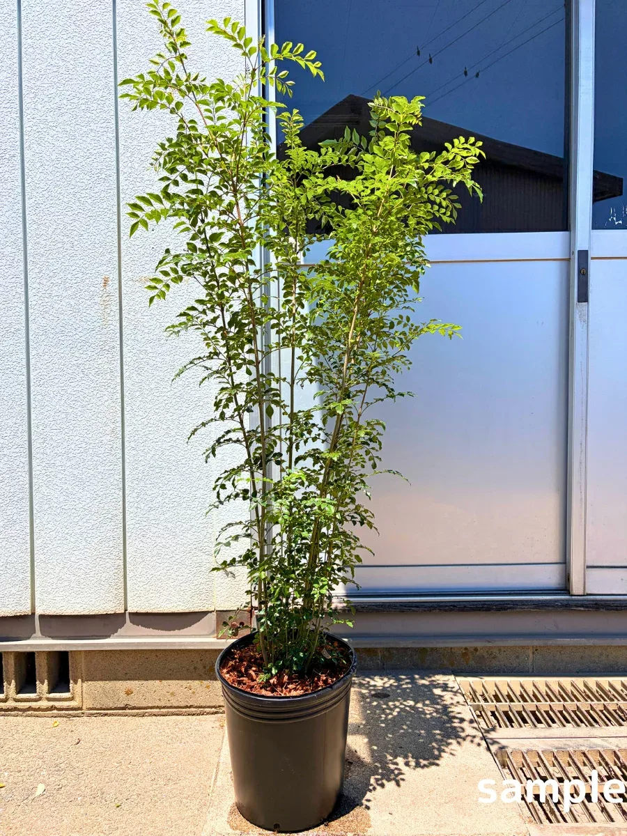 シマトネリコ 9号ポット 樹高1.5m前後(鉢底から) 株立ち シンボルツリー 苗木 庭木 植木 常緑樹 常緑高木【送料無料】