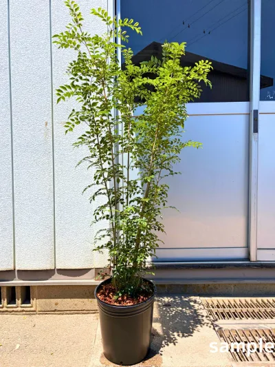シマトネリコ 9号ポット 樹高1.5m前後(鉢底から) 株立ち シンボルツリー 苗木 庭木 植木 常緑樹 常緑高木【送料無料】