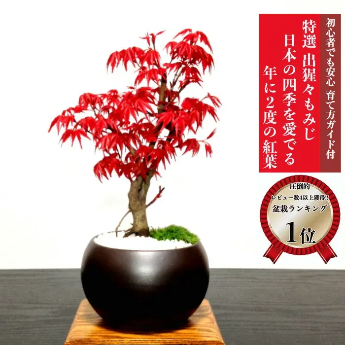 敬老の日 盆栽 もみじ 最安値に挑戦 完成された樹形美 樹齢6年 希少 出猩々もみじ ミニ盆栽 楽天1位 縁起物 育てる楽しみ 趣味 ギフト bonsai 記念樹 鉢植え シンボルツリー 日本庭園 苔リウム【盆栽 もみじ 初心者 誕生日 還暦 退職 お祝い 母の日 父の日 プレゼント】