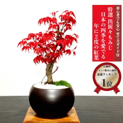敬老の日 盆栽 もみじ 最安値に挑戦 完成された樹形美 樹齢6年 希少 出猩々もみじ ミニ盆栽 楽天1位 縁起物 育てる楽しみ 趣味 ギフト bonsai 記念樹 鉢植え シンボルツリー 日本庭園 苔リウム【盆栽 もみじ 初心者 誕生日 還暦 退職 お祝い 母の日 父の日 プレゼント】