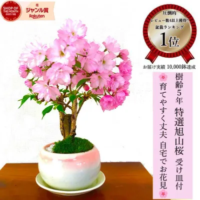 最安値に挑戦 盆栽 桜 旭山桜 鉢植え 桜ミニ盆栽 自宅で花見 楽天1位 樹齢5年 縁起物 ギフト盆栽 桜 ミニ 趣味 初心者 室内 おしゃれ 桜鉢植え 誕生日 お祝い ギフト プレゼント フラワーギフト