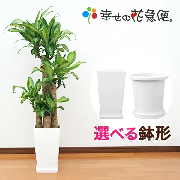観葉植物 幸福の木 8号鉢 |高さ約110~130cmドラセナ・マッサンゲアナ【人気 おすすめ 大型 法人 贈り物 開店祝い 開業祝い 新築祝い 引越し祝い インテリア シンプル モダン 高級 おしゃれな植木鉢 送料無料 】