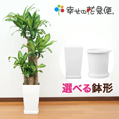 観葉植物 幸福の木 8号鉢 |高さ約110~130cmドラセナ・マッサンゲアナ【人気 おすすめ 大型 法人 贈り物 開店祝い 開業祝い 新築祝い 引越し祝い インテリア シンプル モダン 高級 おしゃれな植木鉢 送料無料 】