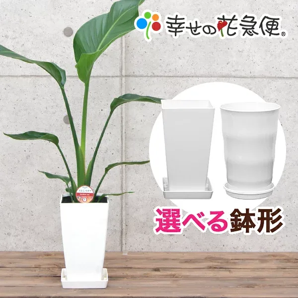 観葉植物 ストレリチア・オーガスタ6号鉢 |高さ約60~70cm【人気 おすすめ 大型 法人 贈り物 開店祝い 開業祝い 新築祝い 引越し祝い インテリア シンプル モダン 高級 おしゃれな植木鉢 送料無料 オフィス 店舗 事務所 】