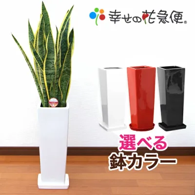 観葉植物 サンスベリア 7号鉢 高さ約70~90cm【サンセベリア トラノオ 人気 大型 法人 開店祝い 開業祝い 新築祝い 引越し祝い インテリア シンプル モダン おしゃれな植木鉢 送料無料 オフィス 店舗 事務所 】