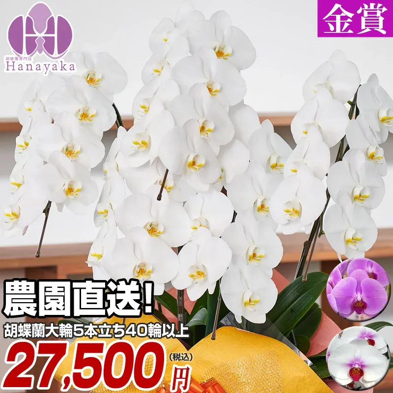 胡蝶蘭 大輪 5本立ち 40輪以上(つぼみ込)お祝い 開店祝い 就任祝い 移転祝い 花 ギフト お供え 誕生日 母の日 プレゼント 蘭 はなやか8R