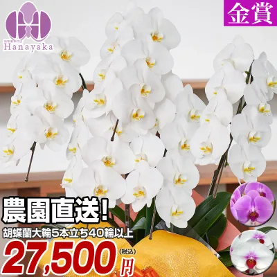 胡蝶蘭 大輪 5本立ち 40輪以上(つぼみ込)お祝い 開店祝い 就任祝い 移転祝い 花 ギフト お供え 誕生日 母の日 プレゼント 蘭 はなやか8R
